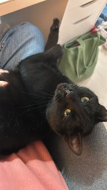 chat lost   76230 Bois-Guillaume Batman