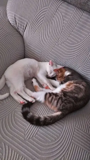 chat lost   76400 Fécamp Bibou