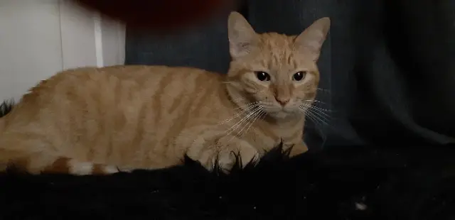 chat lost   76140 Le Petit-Quevilly Billy