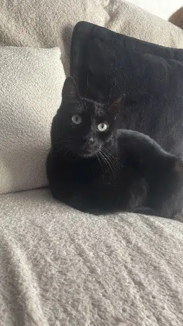 chat lost   76470 Le Tréport Bébéchou