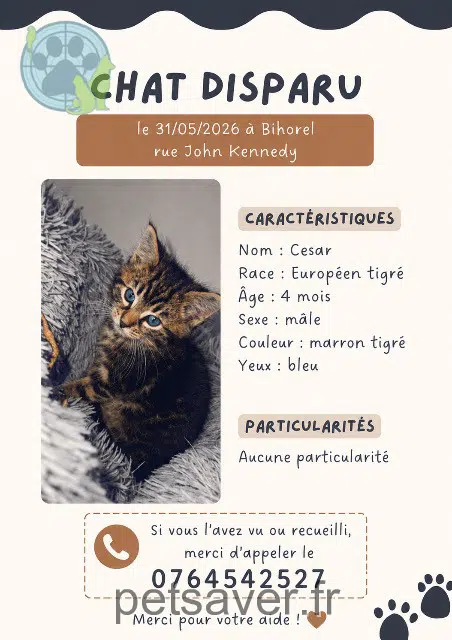 chat lost   76420 Bihorel Cesar