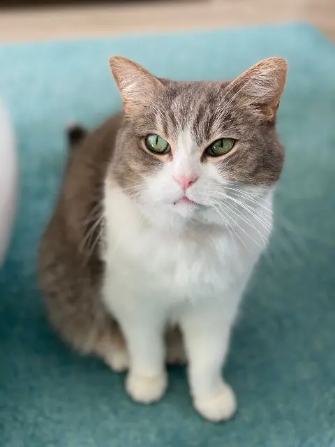 chat lost   76230 Quincampoix Chamallow