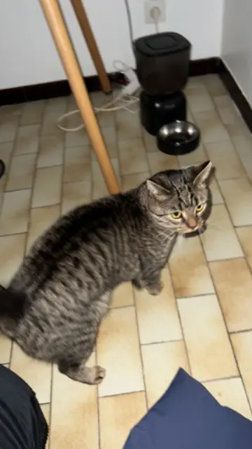 chat lost   76920 Amfreville-la-Mi-Voie Chaussette