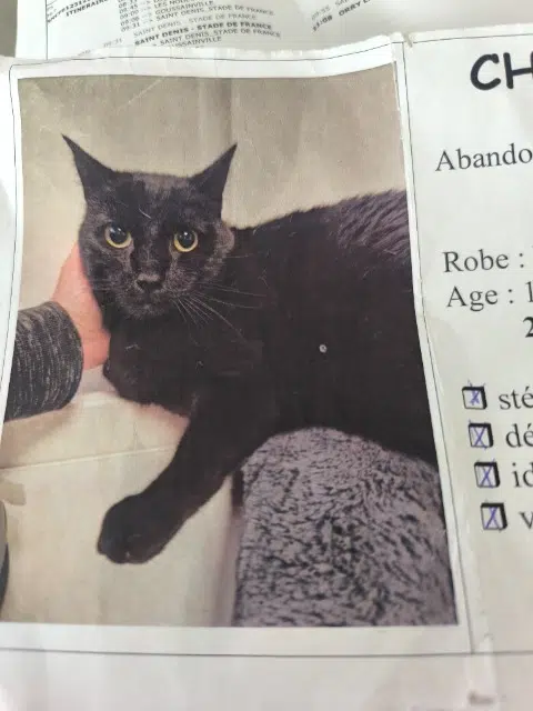 chat lost   76220 Gournay-en-Bray Chocapik