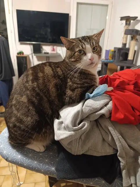 chat lost   76200 Dieppe Cooki