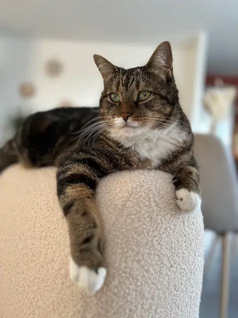 chat lost   76210 Bolbec Cookie