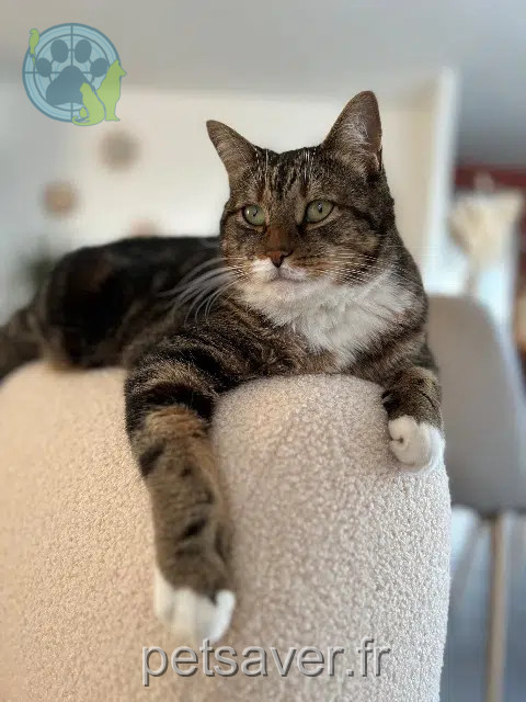 gato perdido 76210 Bolbec Cookie gato lost 76210 Bolbec Cookie