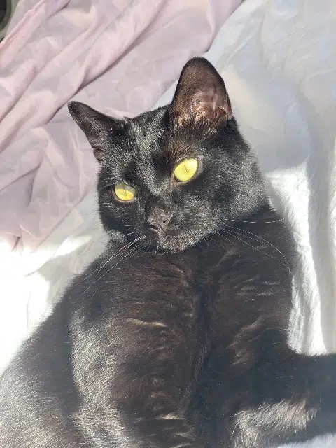 kater vermist 76300 Sotteville-lès-Rouen Cookie kater lost 76300 Sotteville-lès-Rouen Cookie