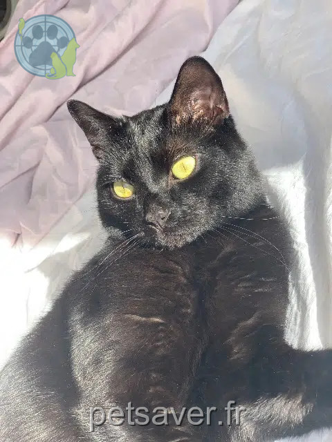 gato perdido 76300 Sotteville-lĂšs-Rouen Cookie gato lost 76300 Sotteville-lĂšs-Rouen Cookie