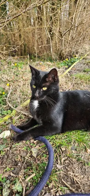 chat lost   76570 Fresquiennes Crocmou