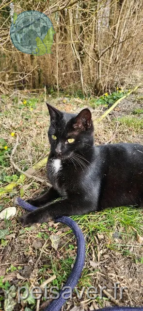 Kater vermisst 76570 Fresquiennes Crocmou Kater lost 76570 Fresquiennes Crocmou