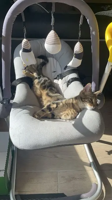 chat lost   76260 Saint-Pierre-en-Val Dobby