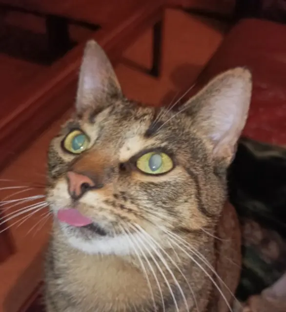 chat lost   76760 Yerville Drodro