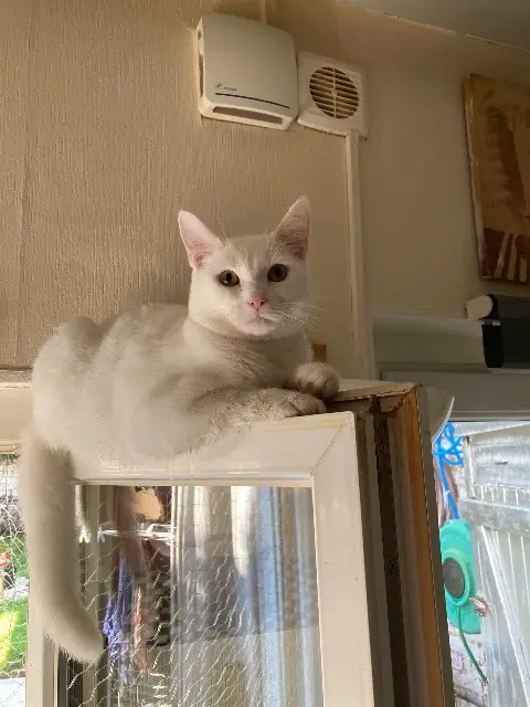 chat lost   76320 Caudebec-lès-Elbeuf Flocon