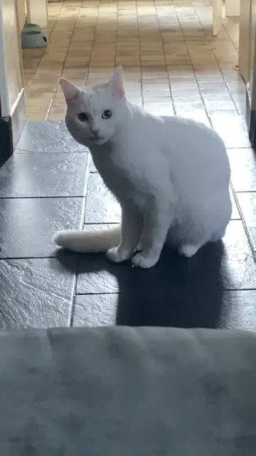 chat lost   76320 Caudebec-lès-Elbeuf Flocon