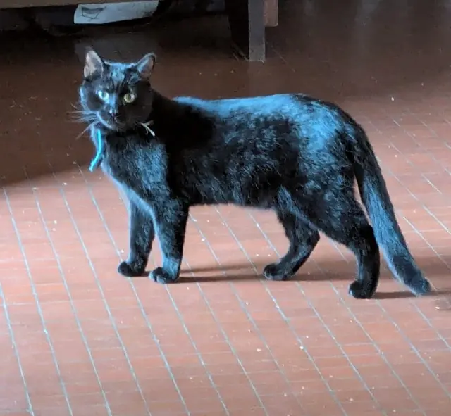 chat lost   76240 Bonsecours Frimousse