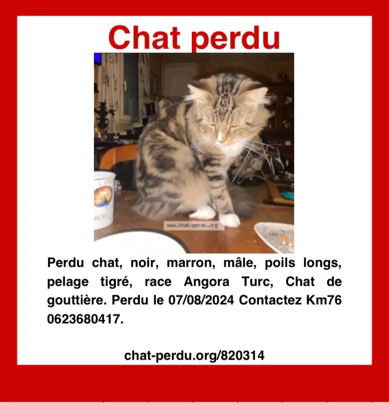 Chat Perdu 76 Seine-Maritime - Fripouille Chat Perdu 76 Seine-Maritime - Fripouille