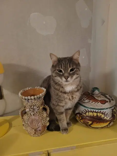 chat lost   76230 Bois-Guillaume Georges