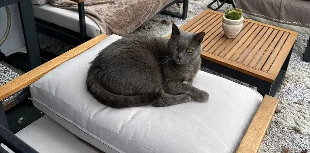 chat lost   76490 Saint-Arnoult Glouton