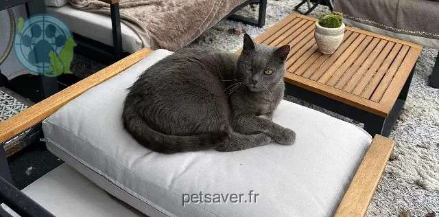 gato perdido 76490 Saint-Arnoult Glouton gato lost 76490 Saint-Arnoult Glouton