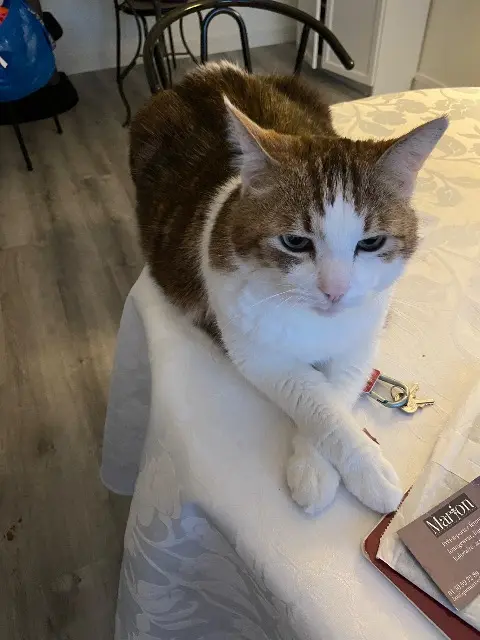 chat lost   76730 Lamberville Hermes