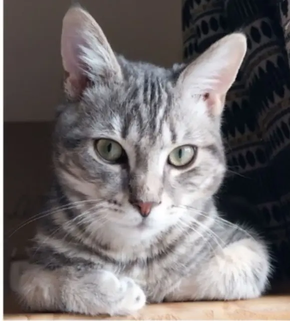 chat lost   76190 Auzebosc Jabba