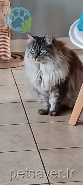 chat lost   76500 Elbeuf Jacob