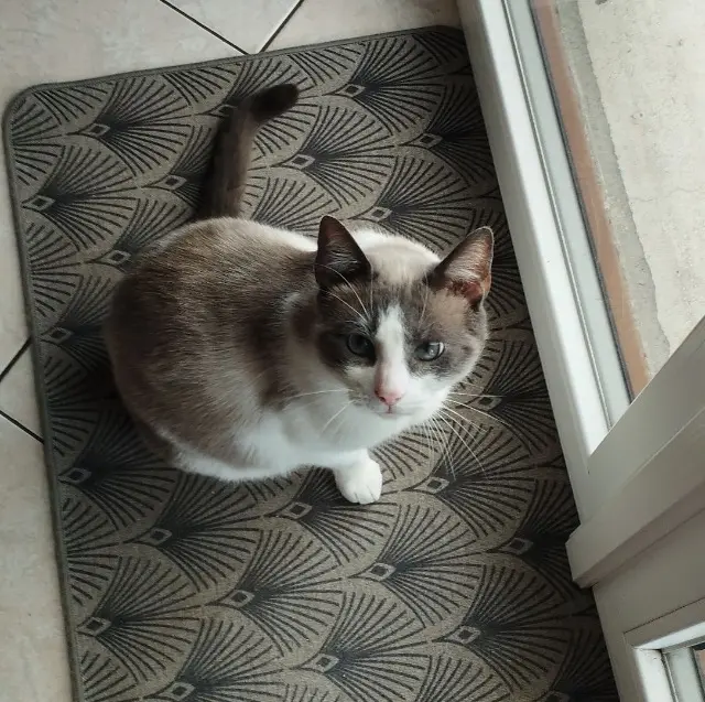 chat lost   76113 Saint-Pierre-de-Manneville Jeanjacques