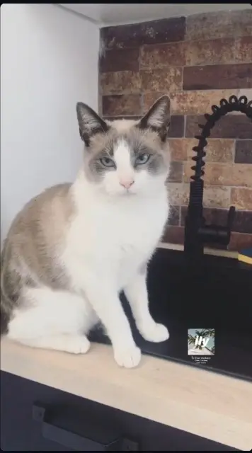 chat lost   76113 Saint-Pierre-de-Manneville Jeanjacques