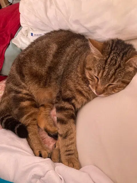 chat lost   76500 Elbeuf Kyo