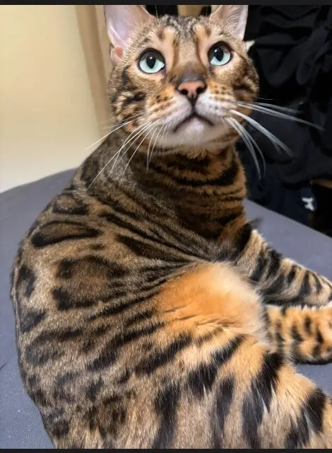 chat lost   76350 Oissel-sur-Seine Kyubi