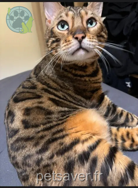 gatto perso 76350 Oissel-sur-Seine Kyubi gatto lost 76350 Oissel-sur-Seine Kyubi