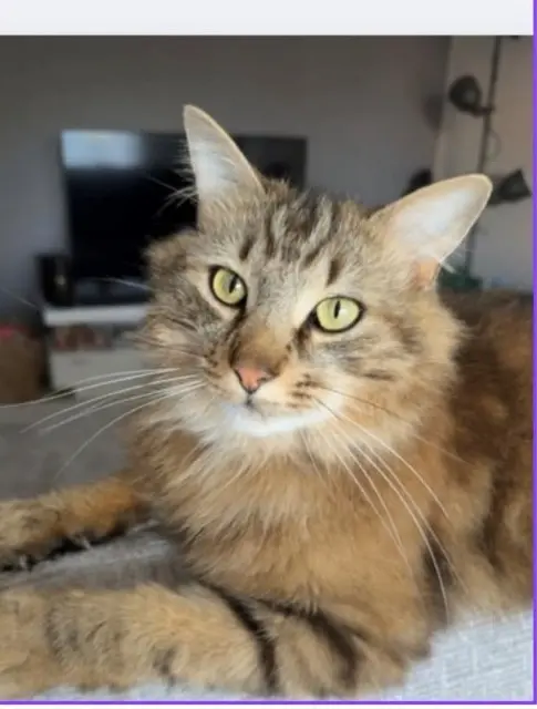 chat lost    Le Havre TAMOTSU