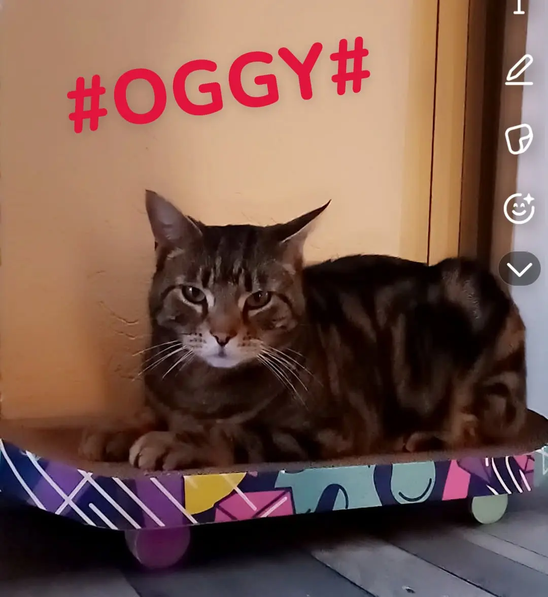 chat lost    Le Havre ANGELIQUE LELIEVRE