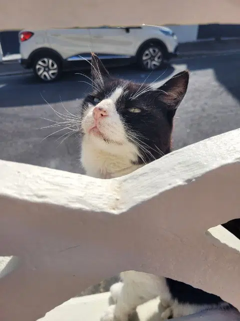chat lost    Le Havre Banzai