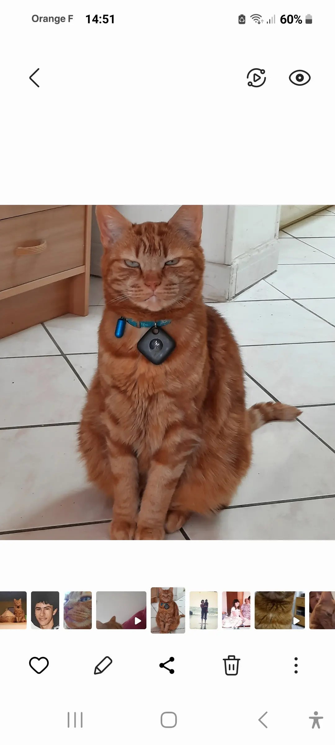 Chat Perdu 76 Seine-Maritime Le Havre - Doudou-toussaint Chat Perdu 76 Seine-Maritime Le Havre - Doudou-toussaint