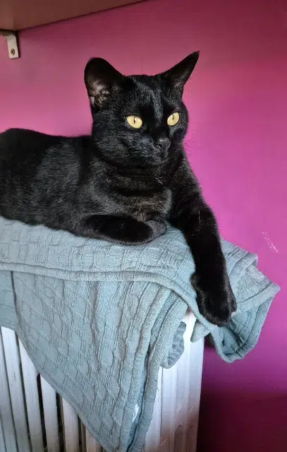 chat lost    Le Havre Jiji