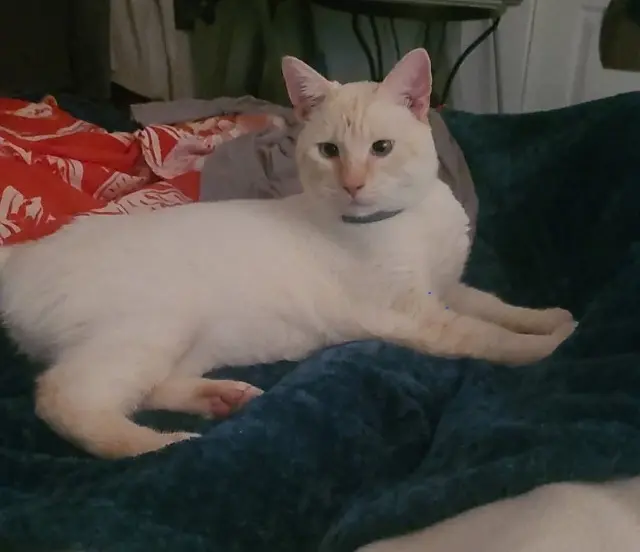 cat lost    Le Havre Kara