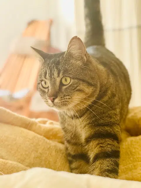 chat lost    Le Havre Kiwi