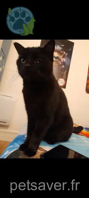 chat lost    Le Havre Minou
