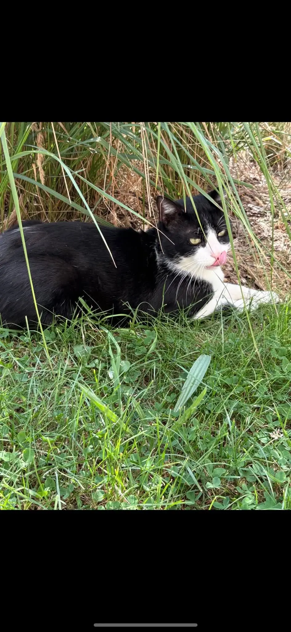 chat lost    Le Havre Oreo