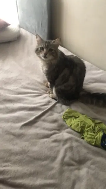 chat lost    Le Havre Speedy