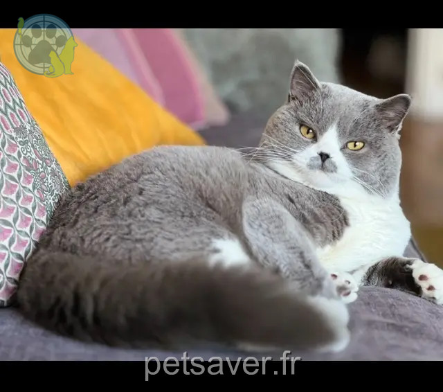 gato perdido Le Havre Ustone gato lost Le Havre Ustone