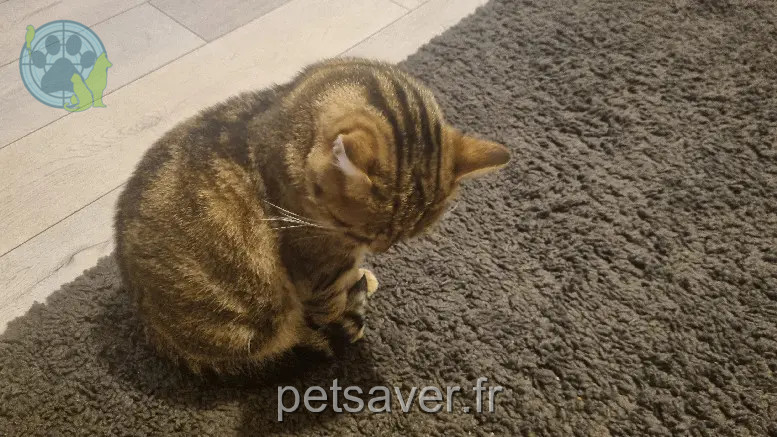Chat Perdu 76 Seine-Maritime Le Havre Chat Perdu 76 Seine-Maritime Le Havre