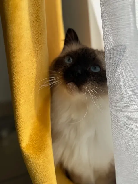 chat lost   76540 Theuville-aux-Maillots Loki