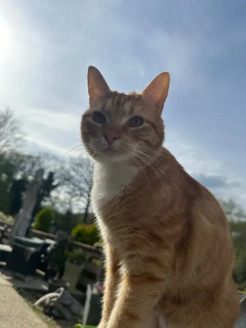 chat lost   76790 Bordeaux-Saint-Clair Marley