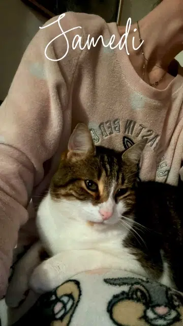 chat lost   76160 Darnétal Marley