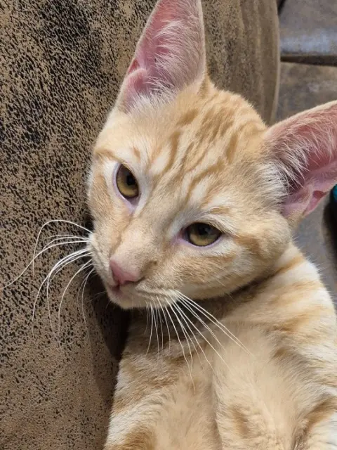 cat lost   76420 Bihorel Max