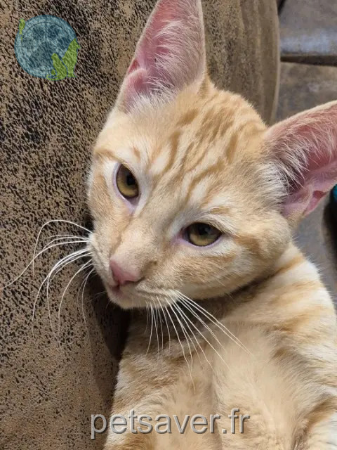 chat perdu 76420 Bihorel Max chat lost 76420 Bihorel Max