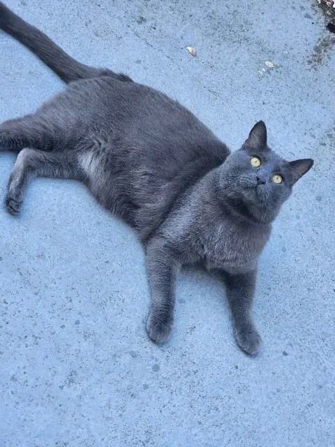 chat lost   76500 Elbeuf Merlin